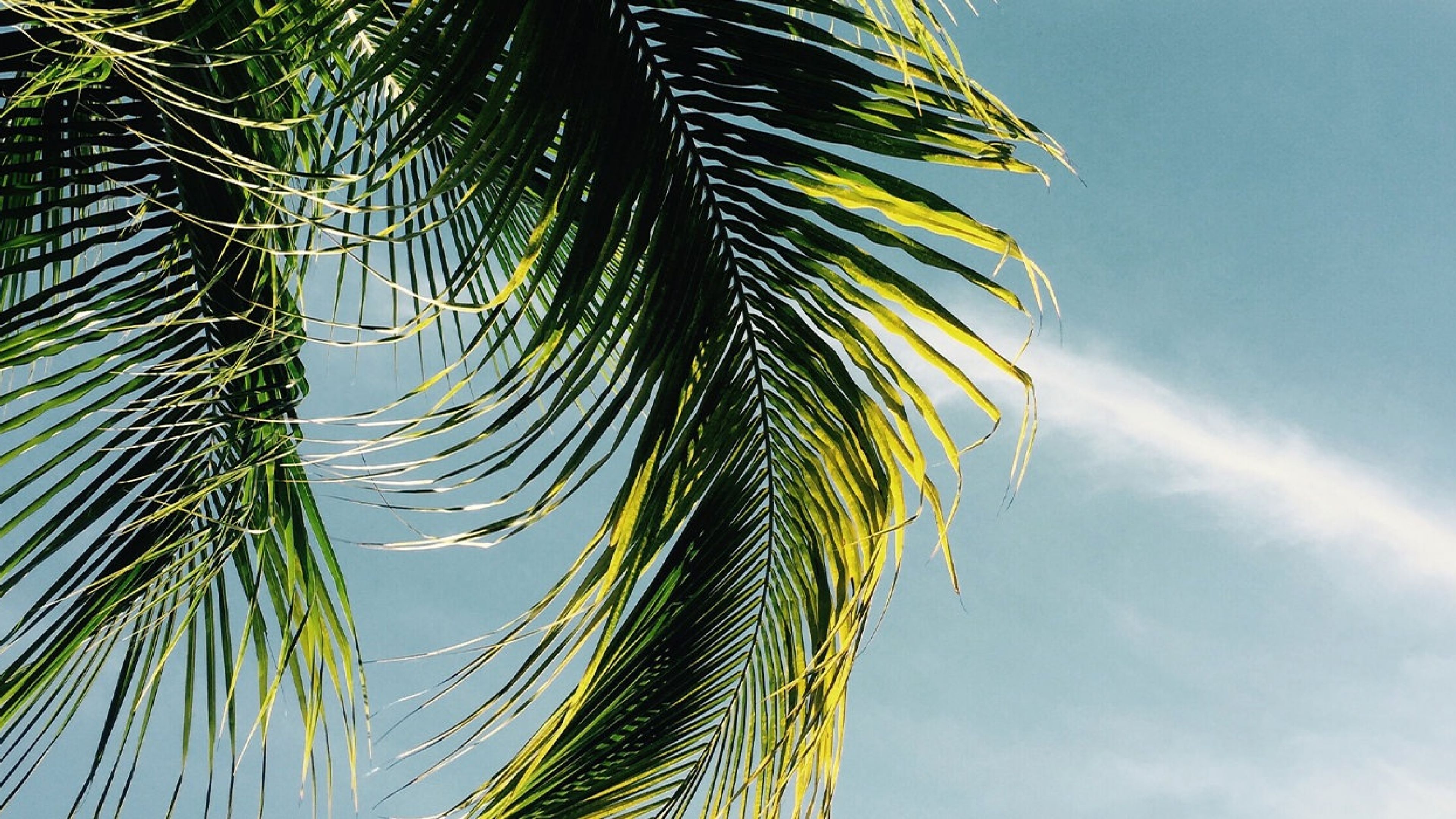 Hawthorne Ocean Isle palm leaves blowing in the wind against a blue sky