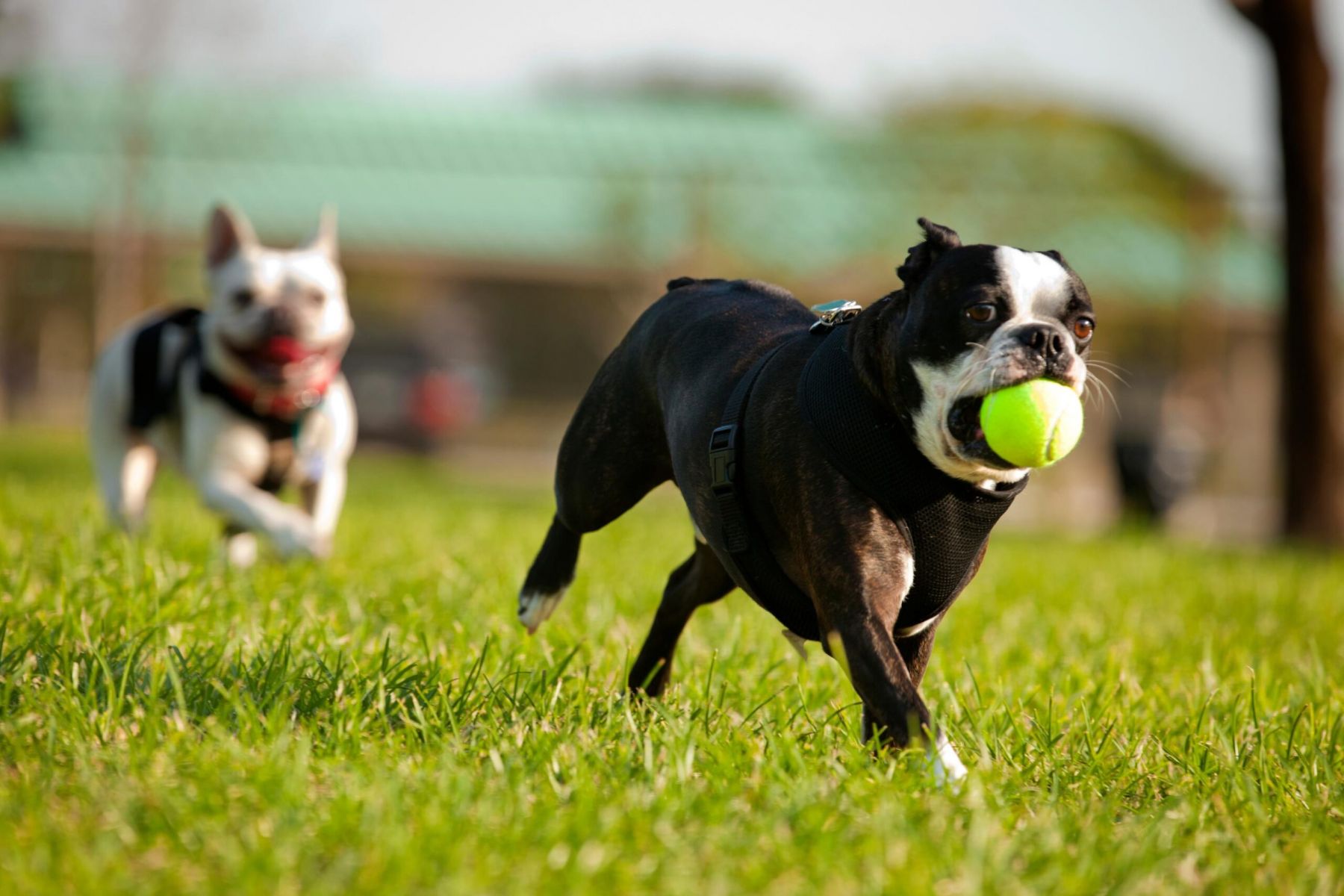 Two dogs running on grass, one in front holding a green tennis ball in its mouth, the other chasing behind.